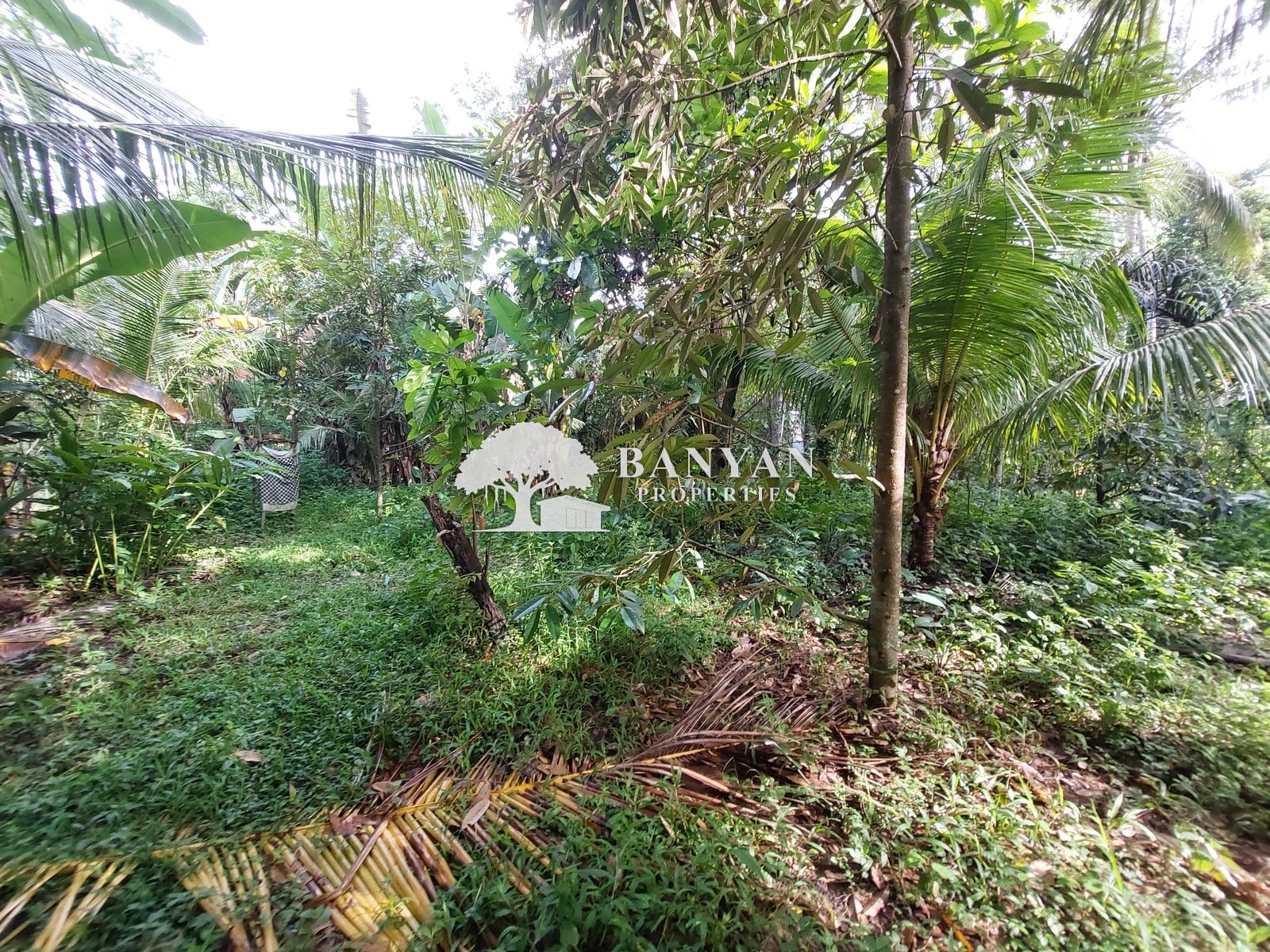 15 are Singakerta Warung Tipat - Flexible 15 Are Land for Leasehold in Singakerta — photo 4 of 5