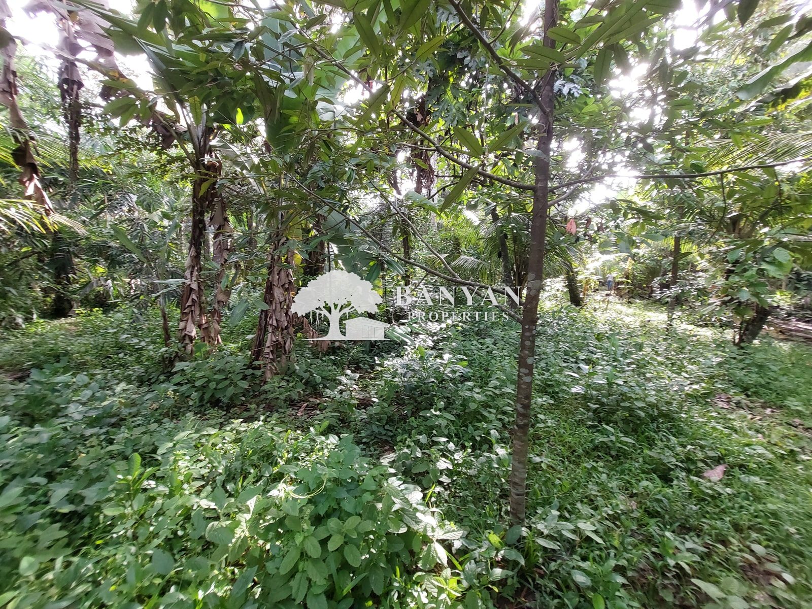 15 are Singakerta Warung Tipat - Flexible 15 Are Land for Leasehold in Singakerta — photo 5 of 5