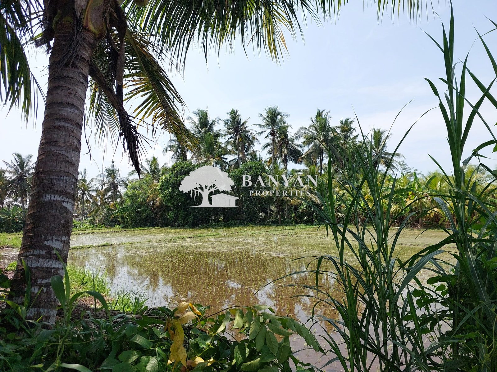 9 are Singakerta - 9 Are Leasehold Land in Singakerta – Surrounded by Nature