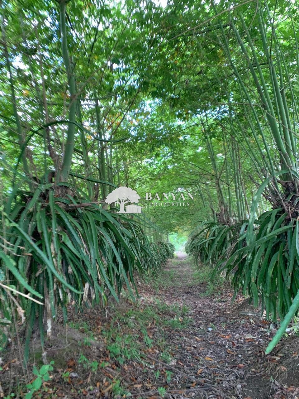 24.5 Are Pink Zone Land in Sayan — photo 2 of 7