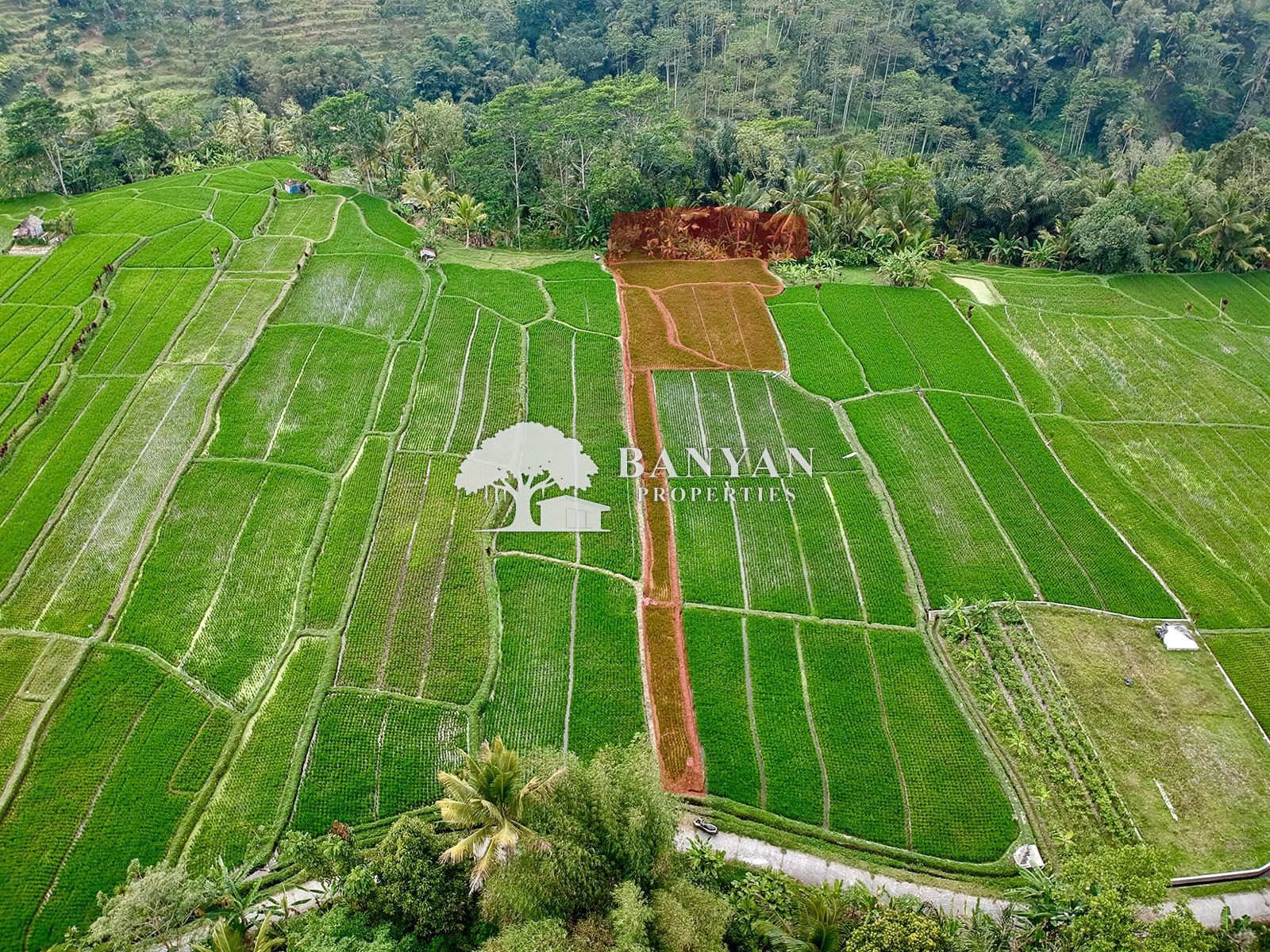 16 Are Freehold Sebatu - 16are Sebatu Freehold Land For Sale — photo 2 of 2